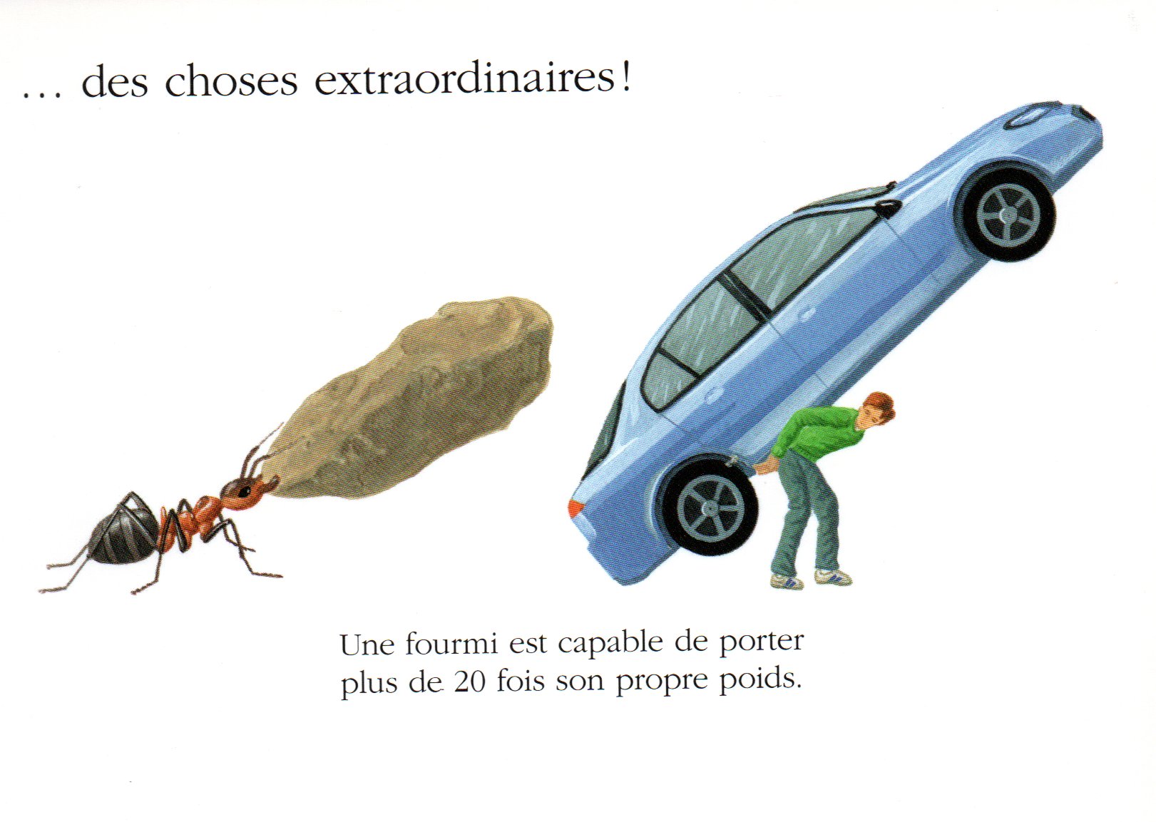 Force des fourmis